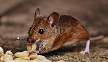 24 Hour & Emergency Exterminators in Quincy, CA